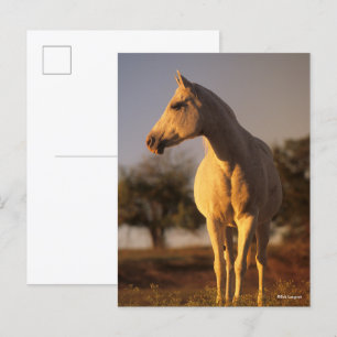 Bob Langrish Grey Arab Standing Postcard