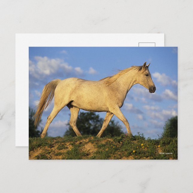 Bob Langrish | Grey Arab Walking Postcard (Front/Back)