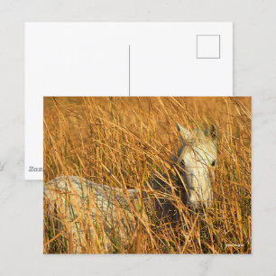 Bob Langrish Grey Camargue Pony Lying In Reeds Postcard