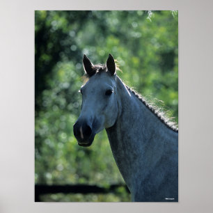 Bob Langrish Grey Dutch Warmblood Headshot backlit Poster