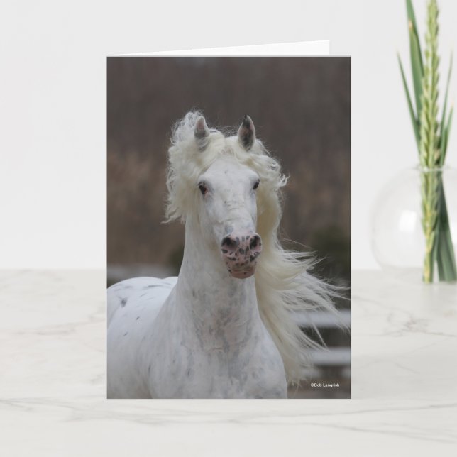 Bob Langrish | Grey Friesian Appaloosa headshot Card (Front)