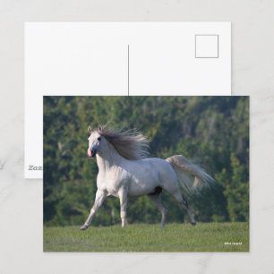 Bob Langrish Grey Lusitano Stallion Running Postcard