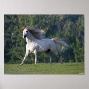 Bob Langrish   Grey Lusitano Stallion Running Poster