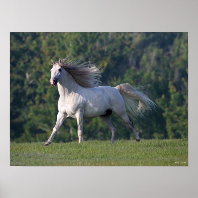 Bob Langrish | Grey Lusitano Stallion Running Poster (Front)