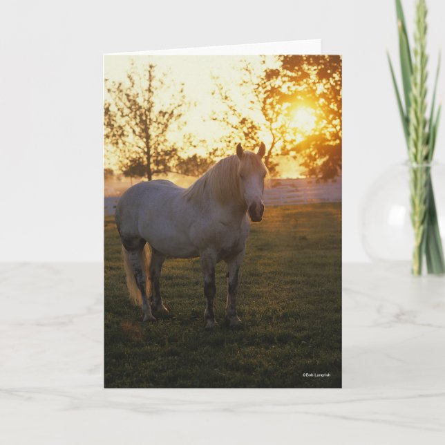 Bob Langrish | Grey Percheron Standing In Sunset Card (Front)