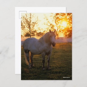 Bob Langrish   Grey Percheron Standing In Sunset Postcard