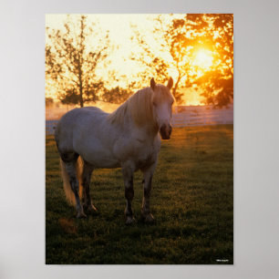 Bob Langrish Grey Percheron Standing In Sunset Poster