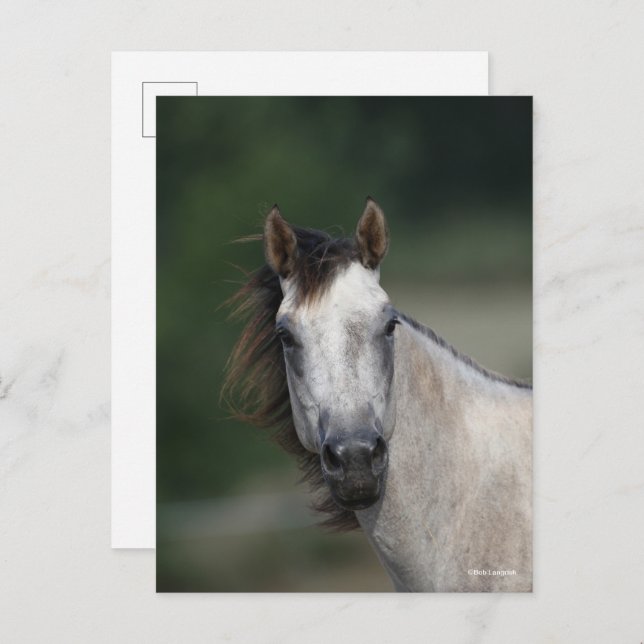 Bob Langrish | Grey Quarter Horse headshot Postcard (Front/Back)