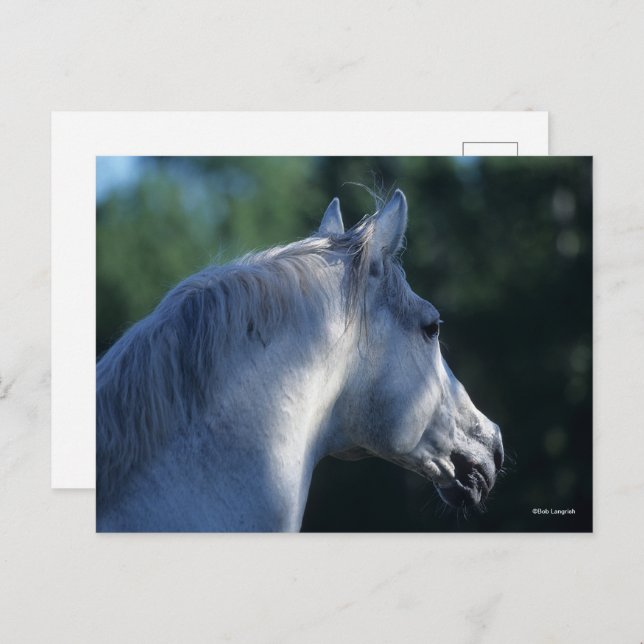 Bob Langrish | Grey Trakehner Stallion Headshot Postcard (Front/Back)