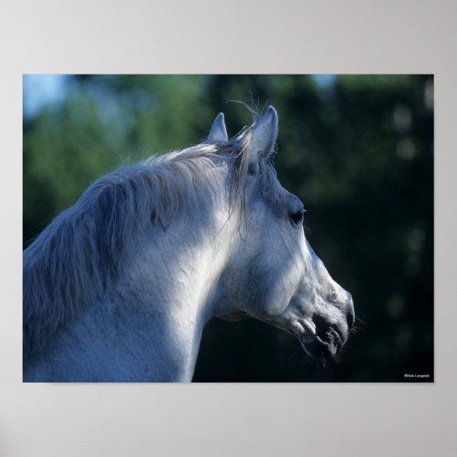Bob Langrish | Grey Trakehner Stallion Headshot Poster (Front)