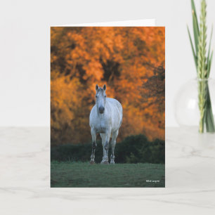 Bob Langrish   Grey Warmblood Standing Autumn Card