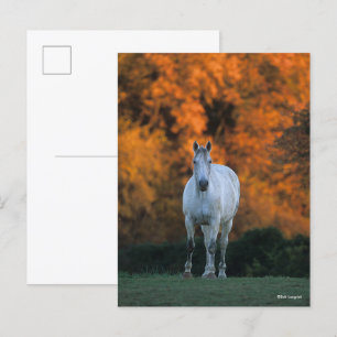 Bob Langrish Grey Warmblood Standing Autumn Postcard