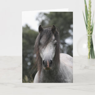 Bob Langrish   Grey Welsh Pony Headshot Card