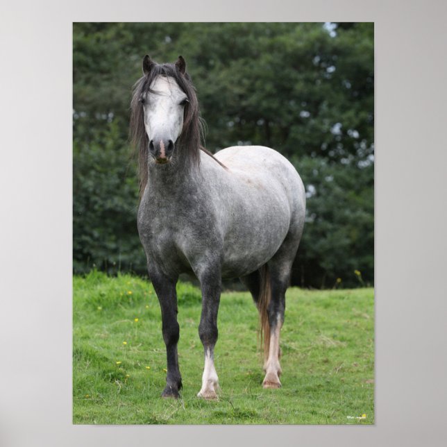 Bob Langrish | Grey Welsh Pony Standing Poster (Front)