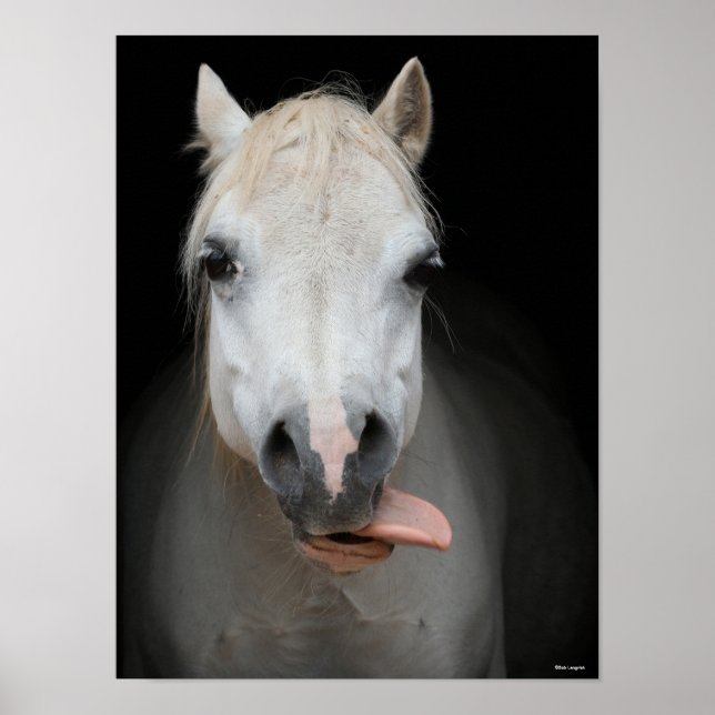 Bob Langrish | Grey Welsh Pony With Tongue Out Poster (Front)