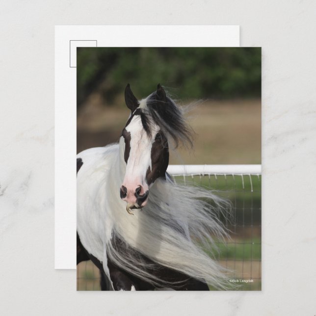 Bob Langrish | Gypsy Vanner Headshot Mane Flowing Postcard (Front/Back)