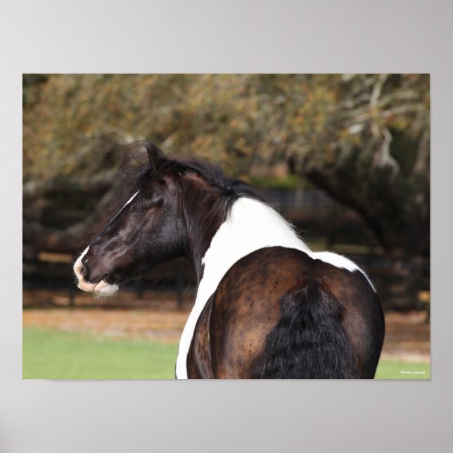 Bob Langrish | Gypsy Vanner Headshot Poster (Front)