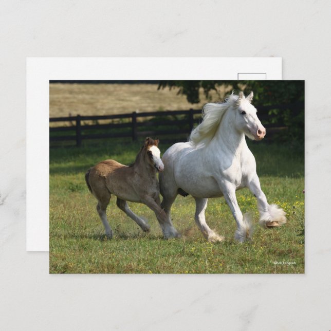 Bob Langrish | Gypsy Vanner Horse Mare & Foal Postcard (Front/Back)