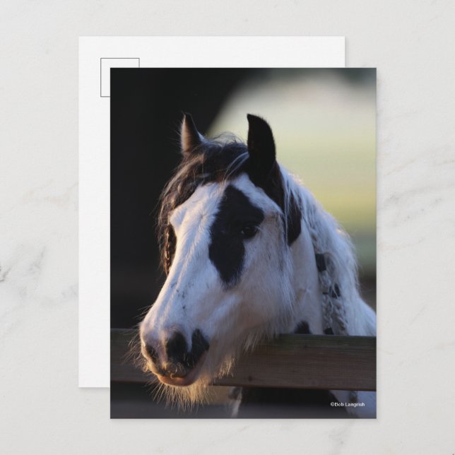 Bob Langrish | Gypsy Vanner looking Over Fence Postcard (Front/Back)