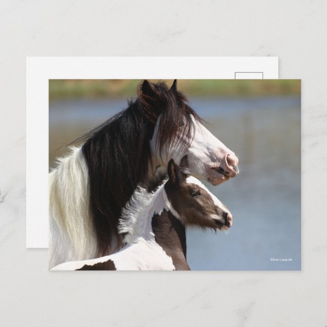 Bob Langrish | Gypsy Vanner Mare and Foal Headshot Postcard (Front/Back)