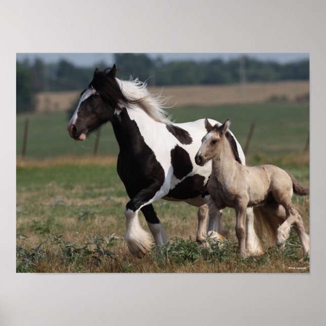 Bob Langrish | Gypsy Vanner Mare and Foal Running Poster (Front)