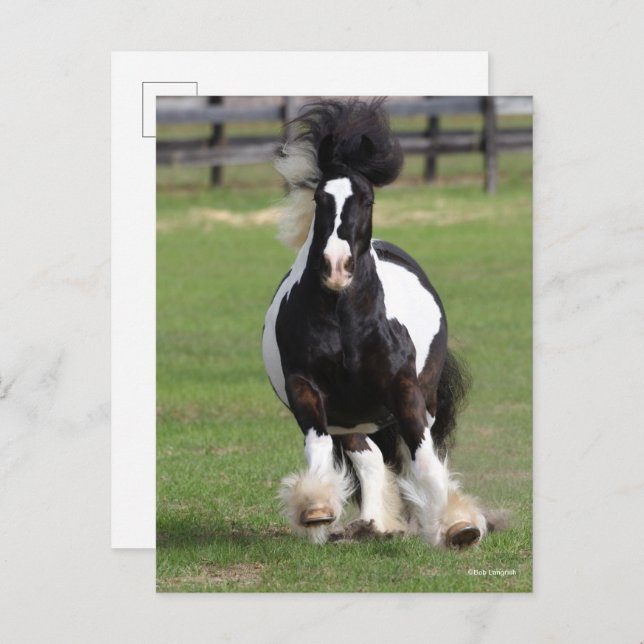 Bob Langrish | Gypsy Vanner Running Postcard (Front/Back)