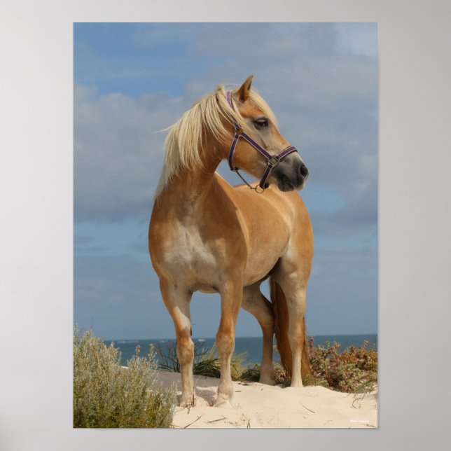 Bob Langrish | Haflinger Standing On Beach Poster (Front)