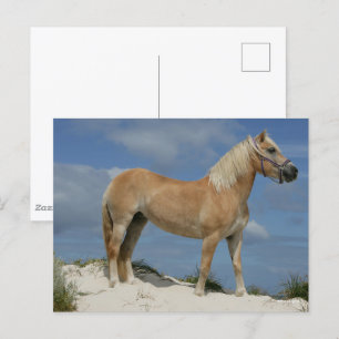 Bob Langrish Haflinger Standing On The Beach Postcard