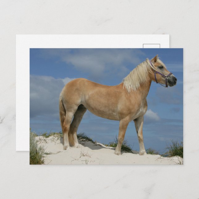 Bob Langrish | Haflinger Standing On The Beach Postcard (Front/Back)