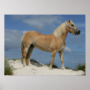 Bob Langrish Haflinger Standing On The Beach Poster