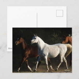 Bob Langrish   Herd Arab Mares Walking Postcard