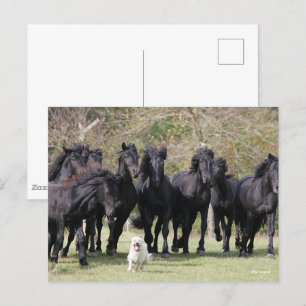 Bob Langrish Herd Black Meren Horses and Dog Postcard