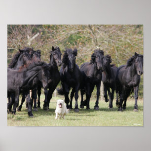 Bob Langrish Herd Black Meren Horses and Dog Poster