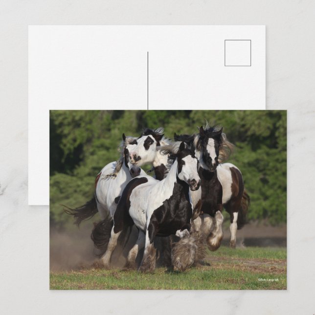 Bob Langrish | Herd Gypsy Vanners Running Postcard (Front/Back)