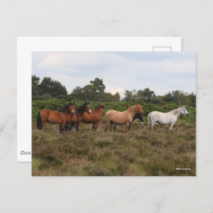 Bob Langrish Herd New Forest Ponies Standing Postcard