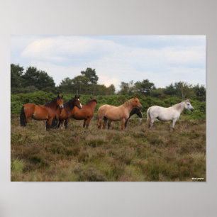 Bob Langrish   Herd New Forest Ponies Standing Poster