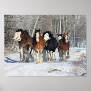 Bob Langrish Herd Of Clydesdales In Snow Poster