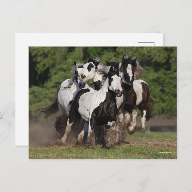 Bob Langrish | Herd Of Gypsy Vanner Horses Running Postcard (Front/Back)