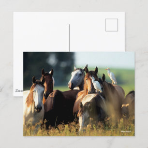 Bob Langrish Herd Of Horses Standing With Birds Postcard