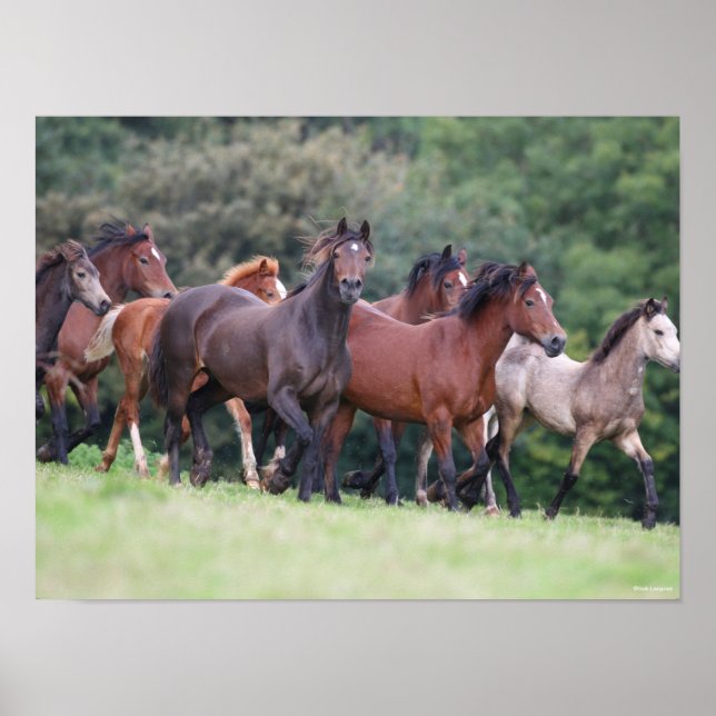 Bob Langrish | Herd of Welsh Ponies In Field Poster (Front)