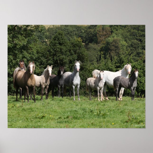 Bob Langrish | Herd Of Welsh Ponies Standing Poster (Front)