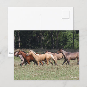 Bob Langrish Herd Quarter Horses Walking Postcard
