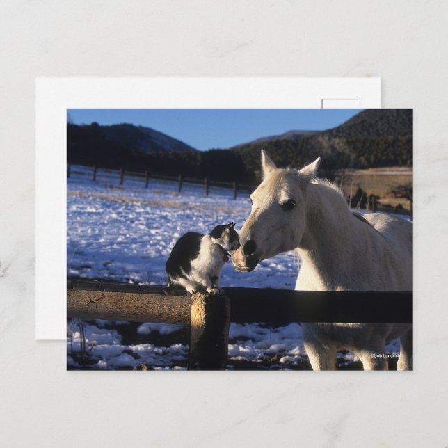Bob Langrish | Horse and Cat In the Snow Postcard (Front/Back)