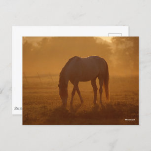 Bob Langrish Horse Grazing Sunrise Postcard