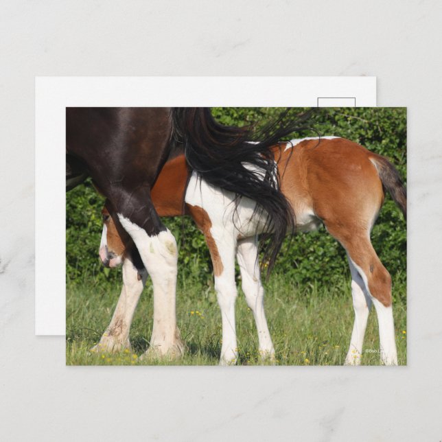Bob Langrish | Irish Sport Horse Foal Hiding Postcard (Front/Back)