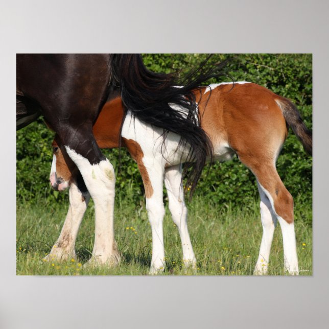 Bob Langrish | Irish Sport Horse Foal Hiding Poster (Front)