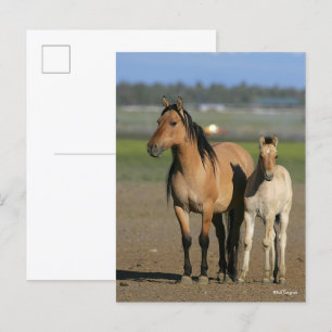 Bob Langrish Kiger Mustang Mare and Foal Standing Postcard