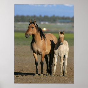 Bob Langrish Kiger Mustang Mare and Foal Standing Poster