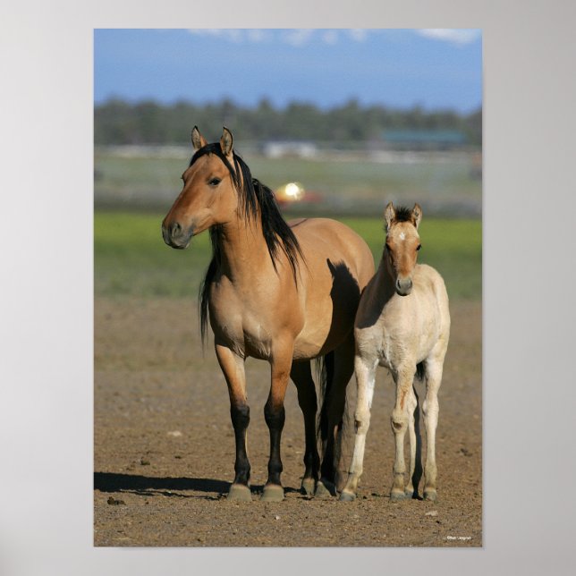 Bob Langrish Kiger Mustang Mare and Foal Standing Poster (Front)