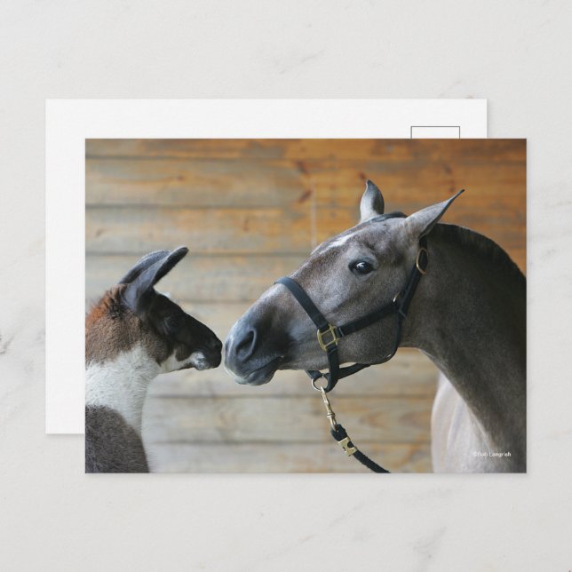 Bob Langrish Llama and Andalucian Meeting Headshot Postcard (Front/Back)